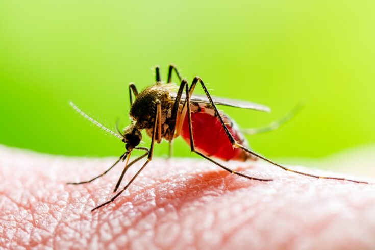 Dangerous Zika Infected Mosquito Bite on Green Background. Leishmaniasis, Encephalitis, Yellow Fever, Dengue, Malaria Disease, Mayaro or Zika Virus Infectious Culex Mosquito Parasite Insect Macro.