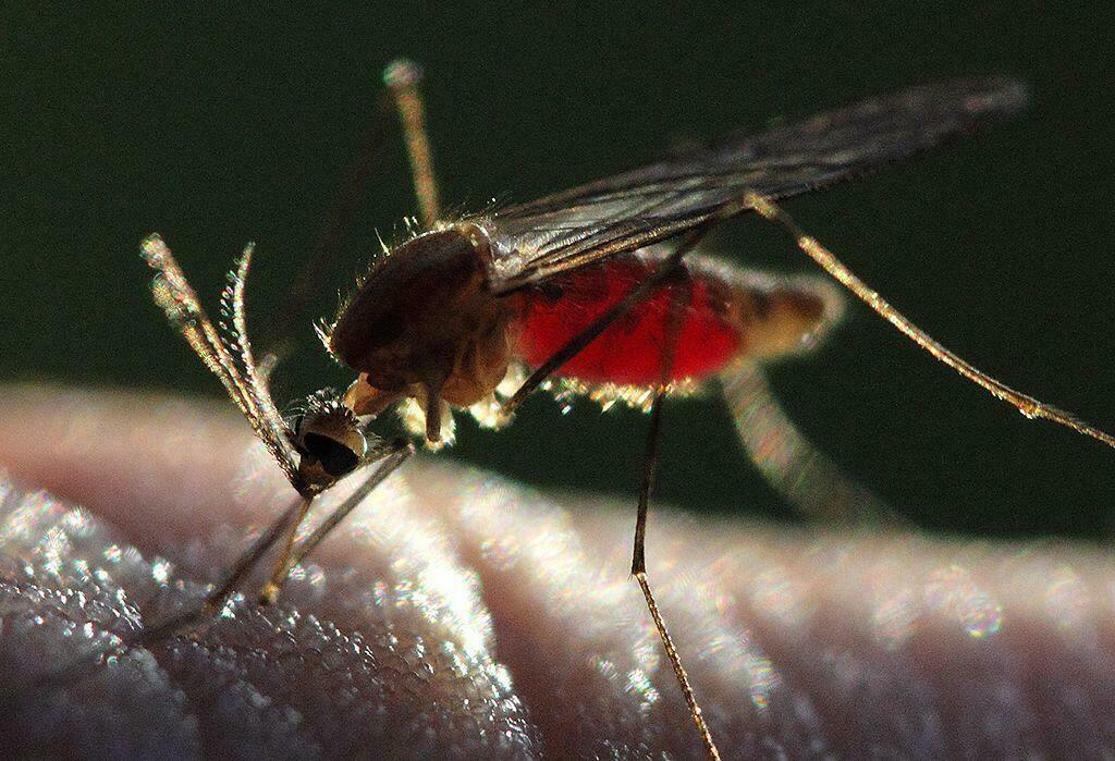 Close-up image of an Anopheles mosquito feeding on human skin. The mosquito’s abdomen is swollen and bright red with ingested blood, illustrating its role as the vector responsible for transmitting malaria.
