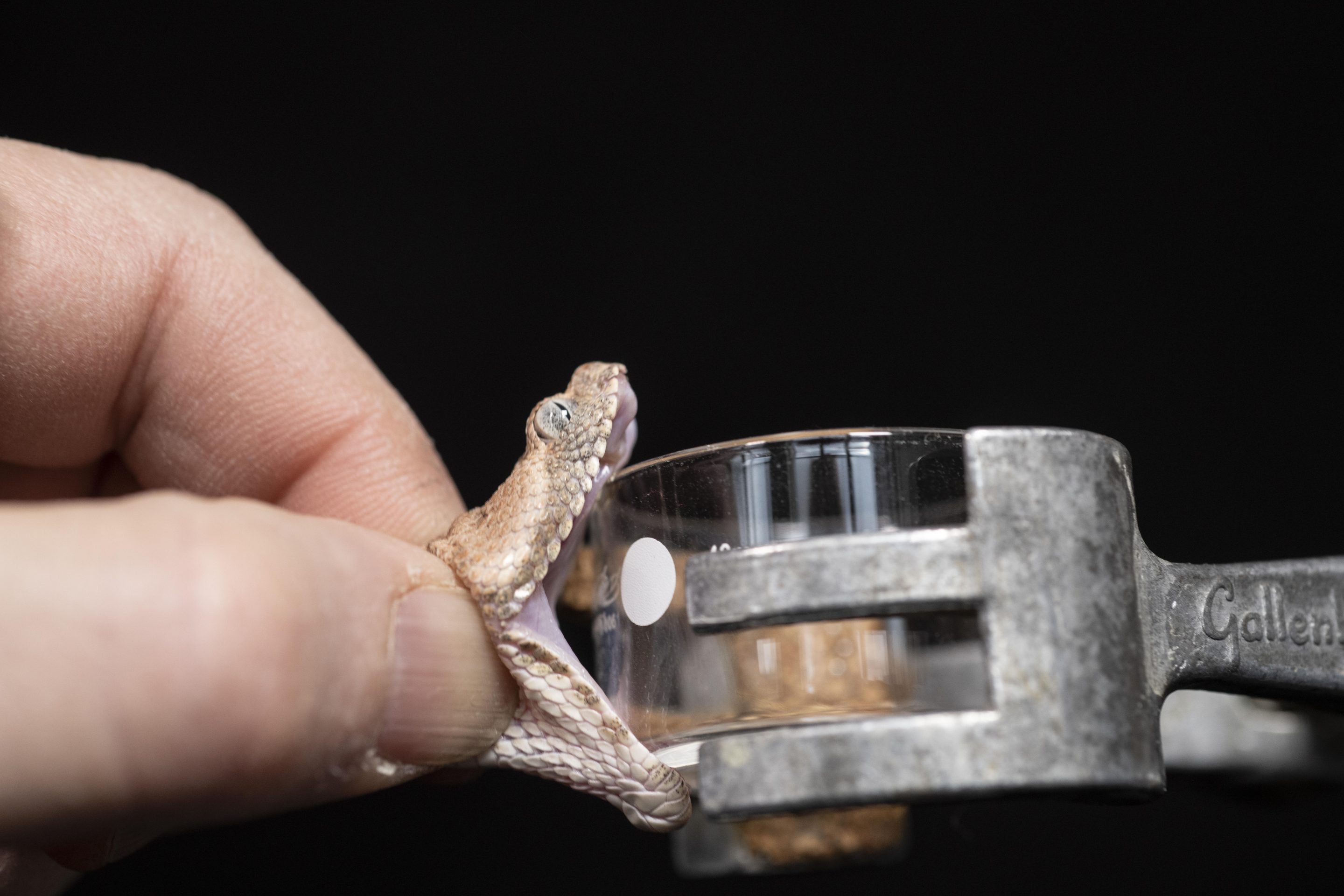 Echis Coloratus (Image: S. Townsley)