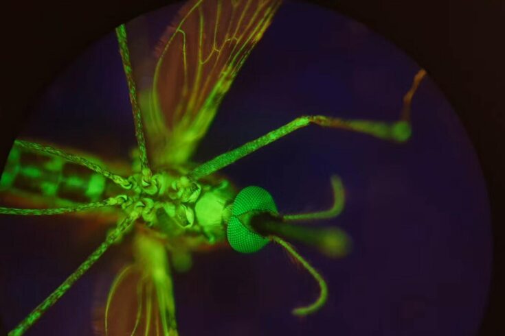 A mosquito that has been fed dye to make her glow. (Provided by Lee R. Haines)