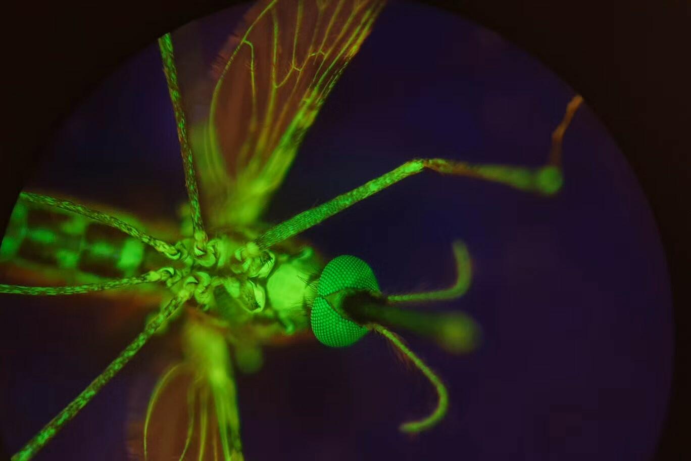 A mosquito that has been fed dye to make her glow. (Provided by Lee R. Haines)