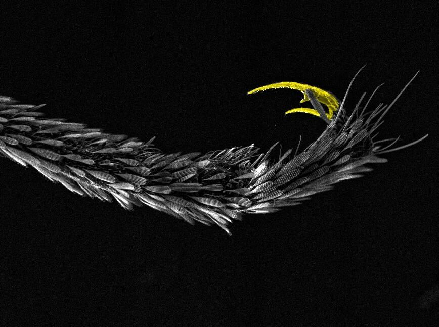 A close-up of a mosquito tarsi (foot)