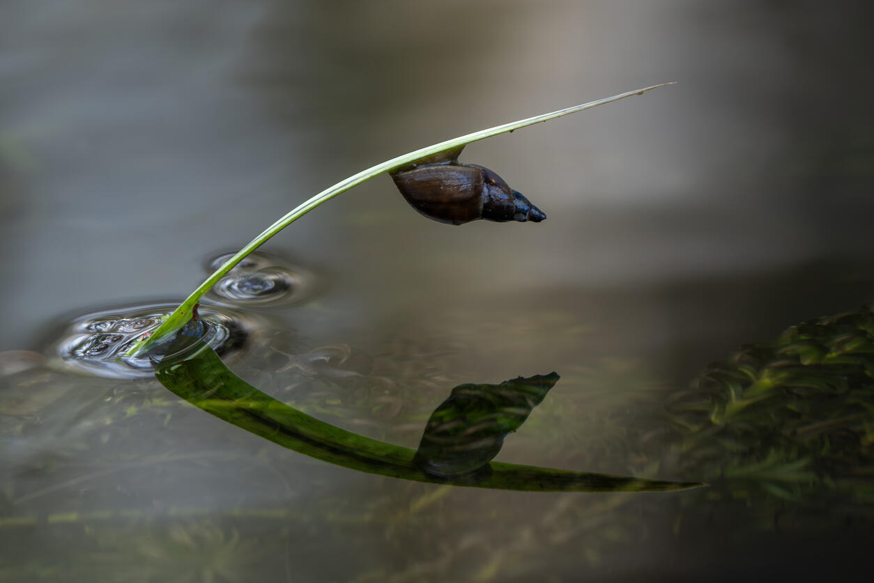 Pond snail in a freshwater garden water environment