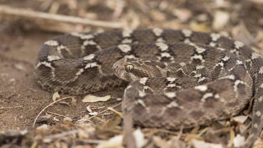 Photo of a viper