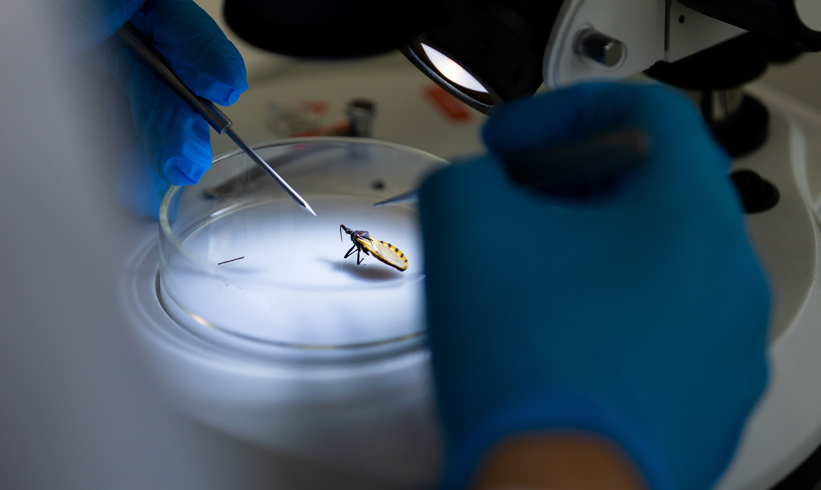 A close-up view of a laboratory setting where a researcher wearing blue gloves uses fine metal dissection tools to handle an insect placed inside a clear petri dish under a stereo microscope. The insect, with a yellow and black striped abdomen, is positioned upright in the centre of the dish. The scene is brightly illuminated by the microscope’s light, highlighting the precision work being carried out for entomological or disease vector research.