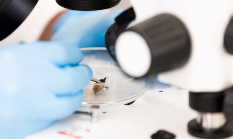 A close-up of a researcher’s hands wearing blue gloves examining an insect inside a clear petri dish under a bright stereo microscope. The insect, with a brown and yellow body, is being carefully manipulated with fine tweezers for scientific study. The microscope’s lenses and light source are visible in the frame, highlighting the precision and focus required for entomological research in a laboratory setting.