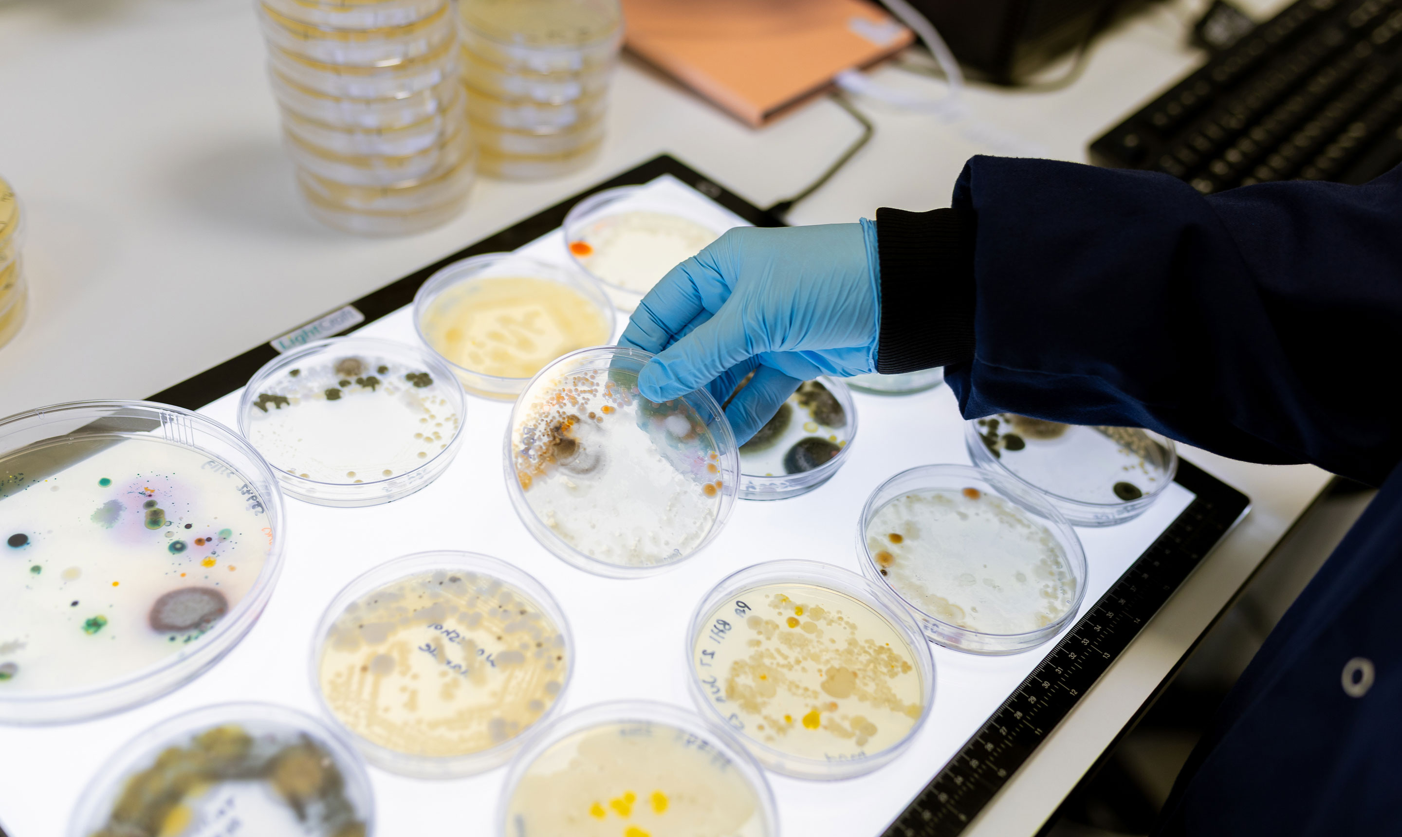 A researcher wearing a dark lab coat and blue gloves examines a petri dish containing mixed microbial growth, lifting it from a lightbox surface covered with multiple other petri dishes showing diverse colonies in various colours and textures. The cultures display moulds, bacteria, and fungi in patterns of green, yellow, orange, and black. In the background, more stacked petri dishes and lab equipment are visible, highlighting laboratory work in microbiology and pathogen research.