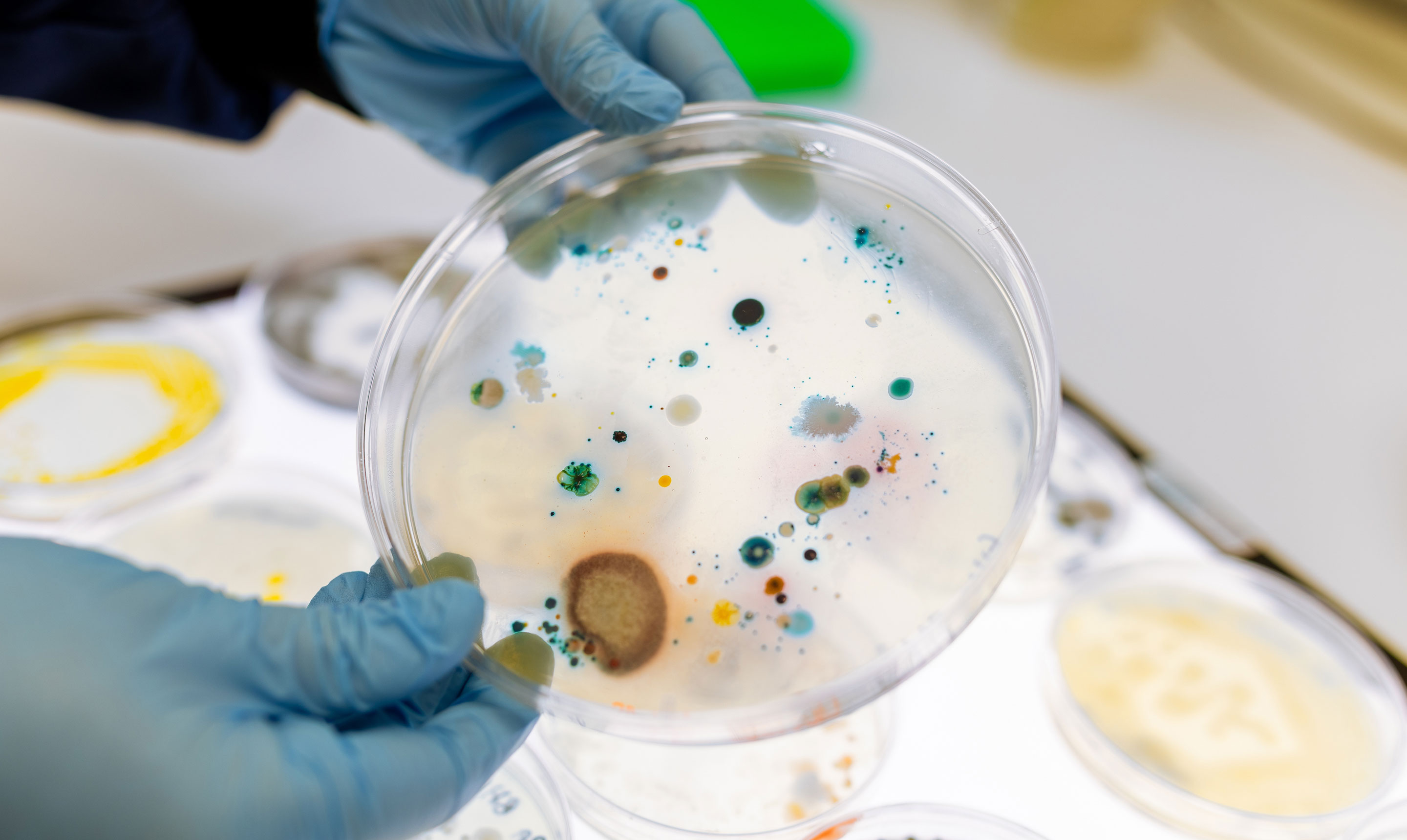 A close-up of a gloved researcher’s hands holding a petri dish containing diverse microbial colonies. The dish shows a variety of bacterial and fungal growth in different colours and shapes, including green, blue, orange, black, and brown spots, as well as larger textured colonies. Other petri dishes are visible blurred in the background on a lightbox surface, highlighting microbiological analysis in a laboratory setting.