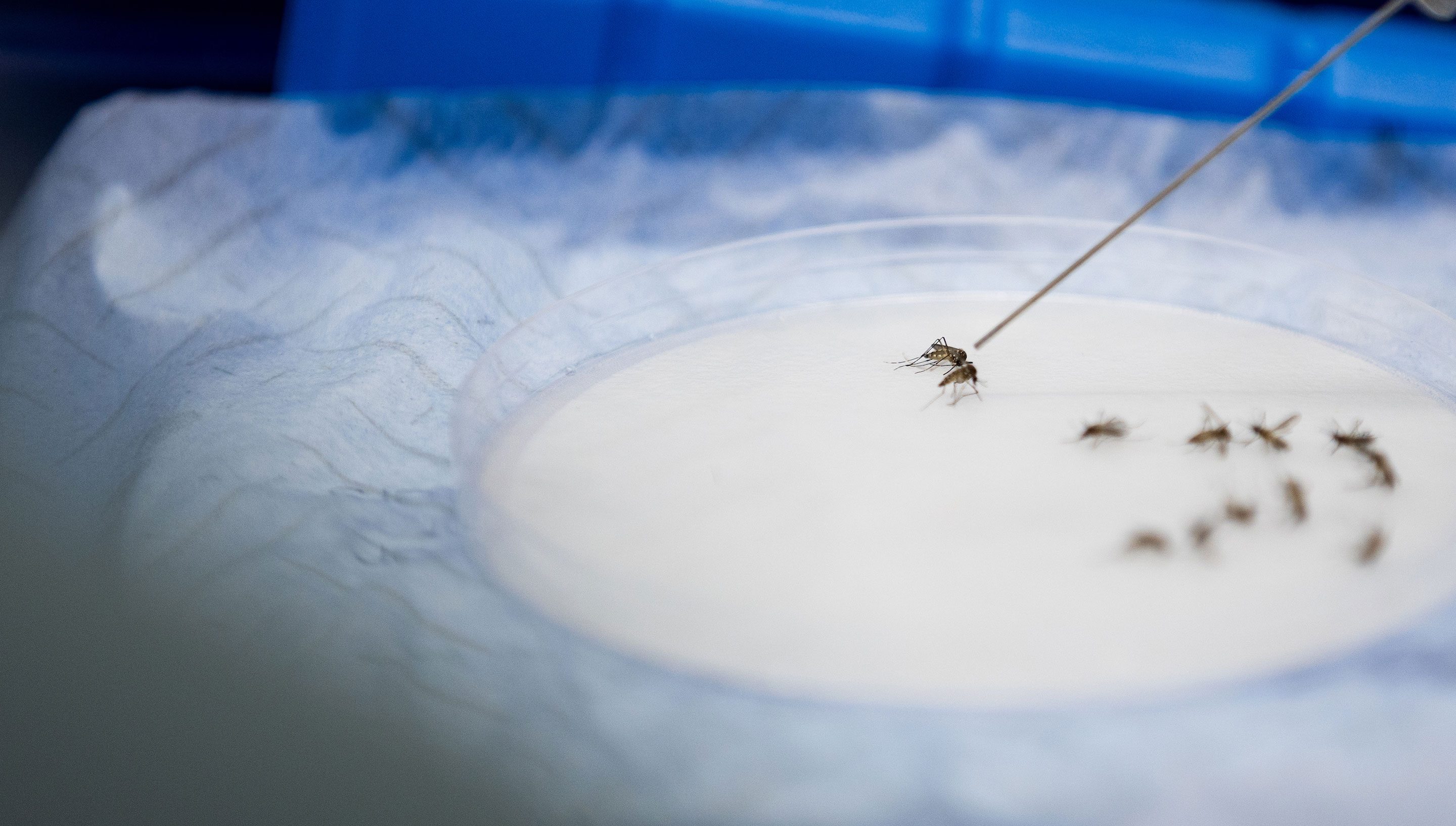 A close-up of a laboratory experiment showing several mosquitoes arranged inside a clear petri dish on a white surface. A researcher wearing blue gloves uses a thin metal probe to isolate one mosquito from the group for closer study. The scene is set against a blue background, highlighting entomological research focused on disease-carrying insects.