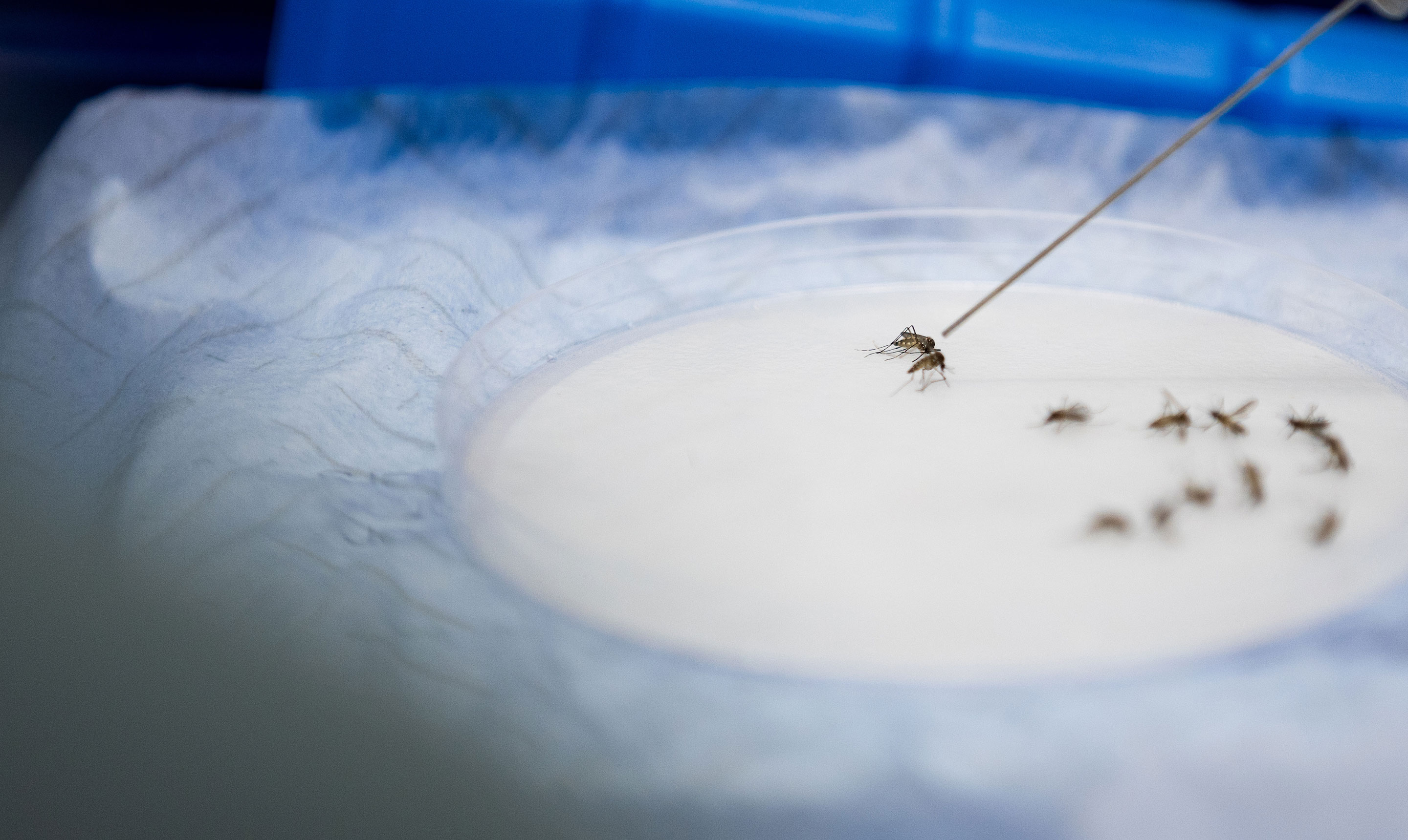 A close-up of a laboratory experiment showing several mosquitoes arranged inside a clear petri dish on a white surface. A researcher wearing blue gloves uses a thin metal probe to isolate one mosquito from the group for closer study. The scene is set against a blue background, highlighting entomological research focused on disease-carrying insects.
