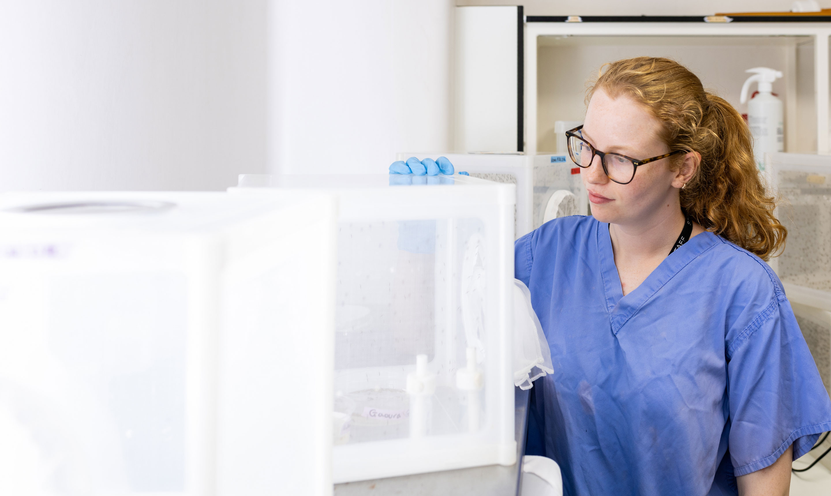 A female researcher wearing blue scrubs, glasses, and protective gloves observes a mosquito rearing cage in a laboratory. She has red hair tied back in a ponytail and is looking intently at the mesh-sided container, which houses numerous mosquitoes used for research. Several other mosquito cages and lab equipment are visible in the background, highlighting entomology and vector-borne disease studies.
