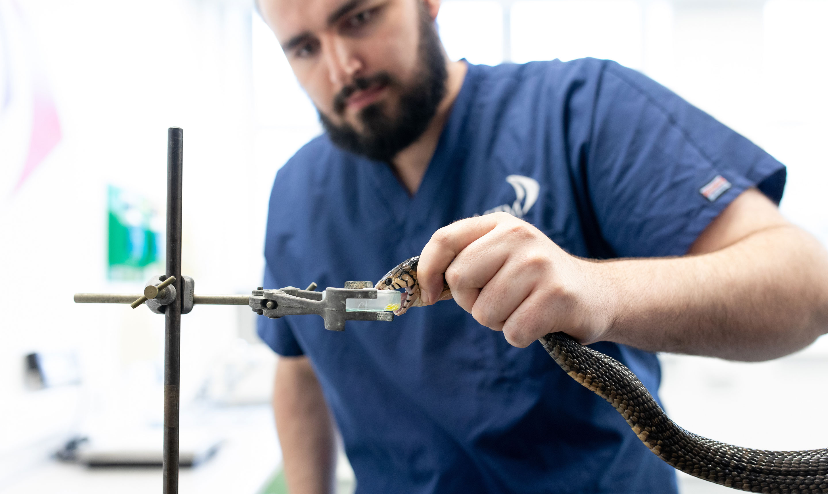 A researcher wearing blue scrubs carefully extracts venom from a live snake in a laboratory. The researcher holds the snake firmly while guiding its fangs onto a glass vial secured by a clamp, allowing venom droplets to be collected for study. The snake’s mouth is open, and its fangs are visible against the container. The background shows a bright laboratory environment with blurred equipment, highlighting controlled handling and venom research for antivenom development.