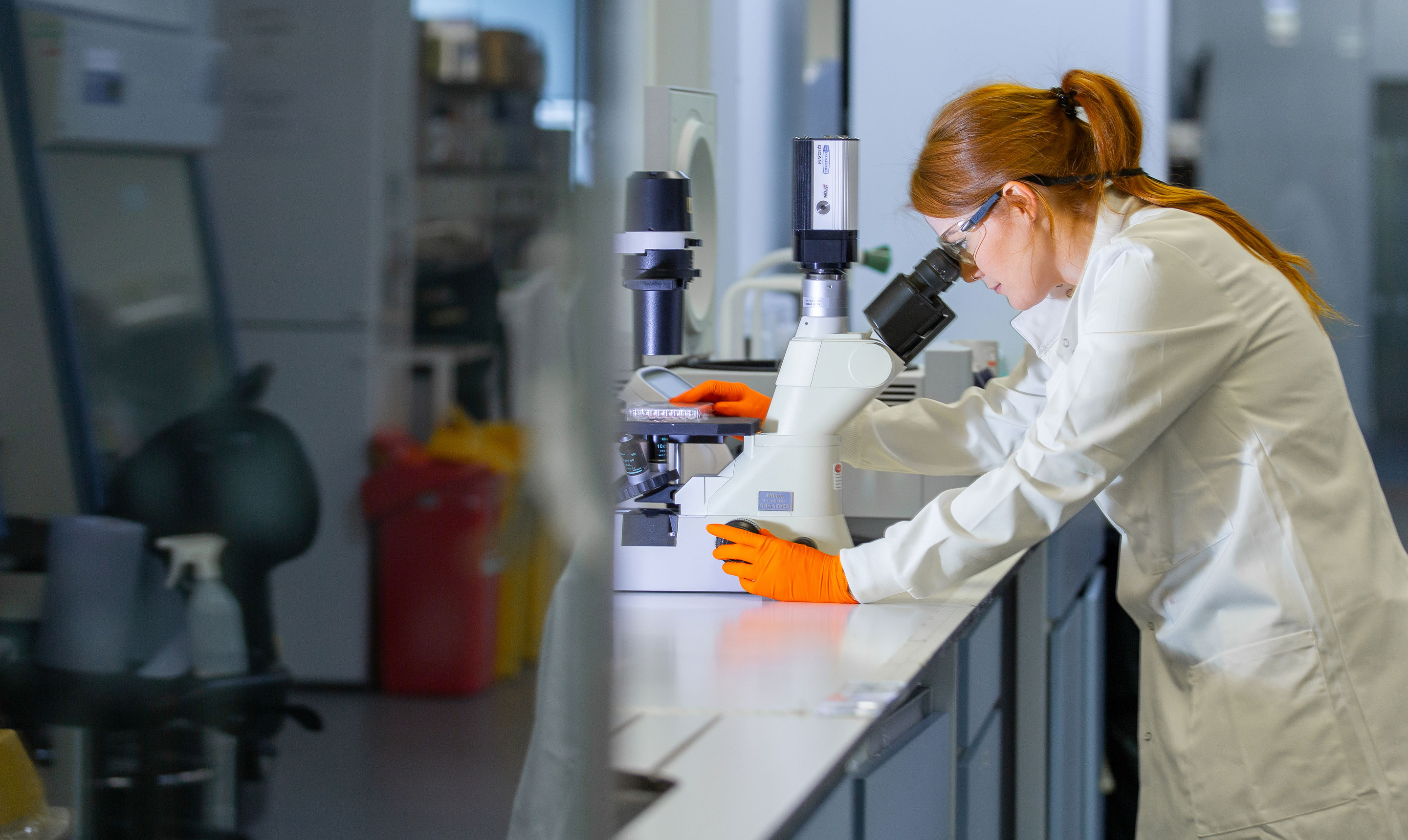 A female researcher in a white lab coat and bright orange protective gloves leans over a laboratory bench to examine samples through a microscope. She is focused on the microscope’s eyepiece, adjusting the equipment with one hand while holding a sample tray with the other. The laboratory environment around her includes scientific equipment, storage units, and waste containers, emphasising a professional setting for detailed sample analysis.