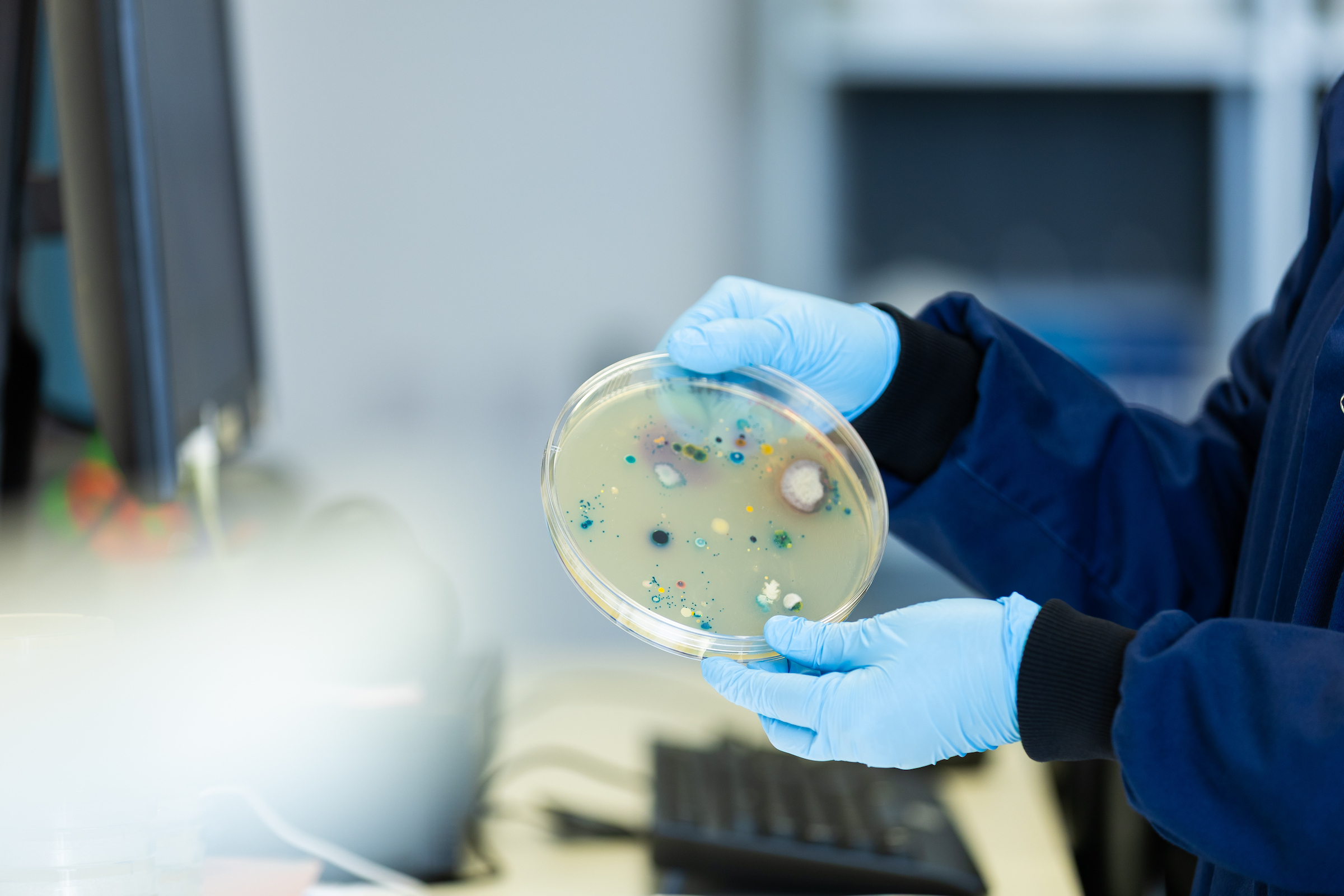 Photo of a student in a lab holding a petri dish with visible cultures growing on it.