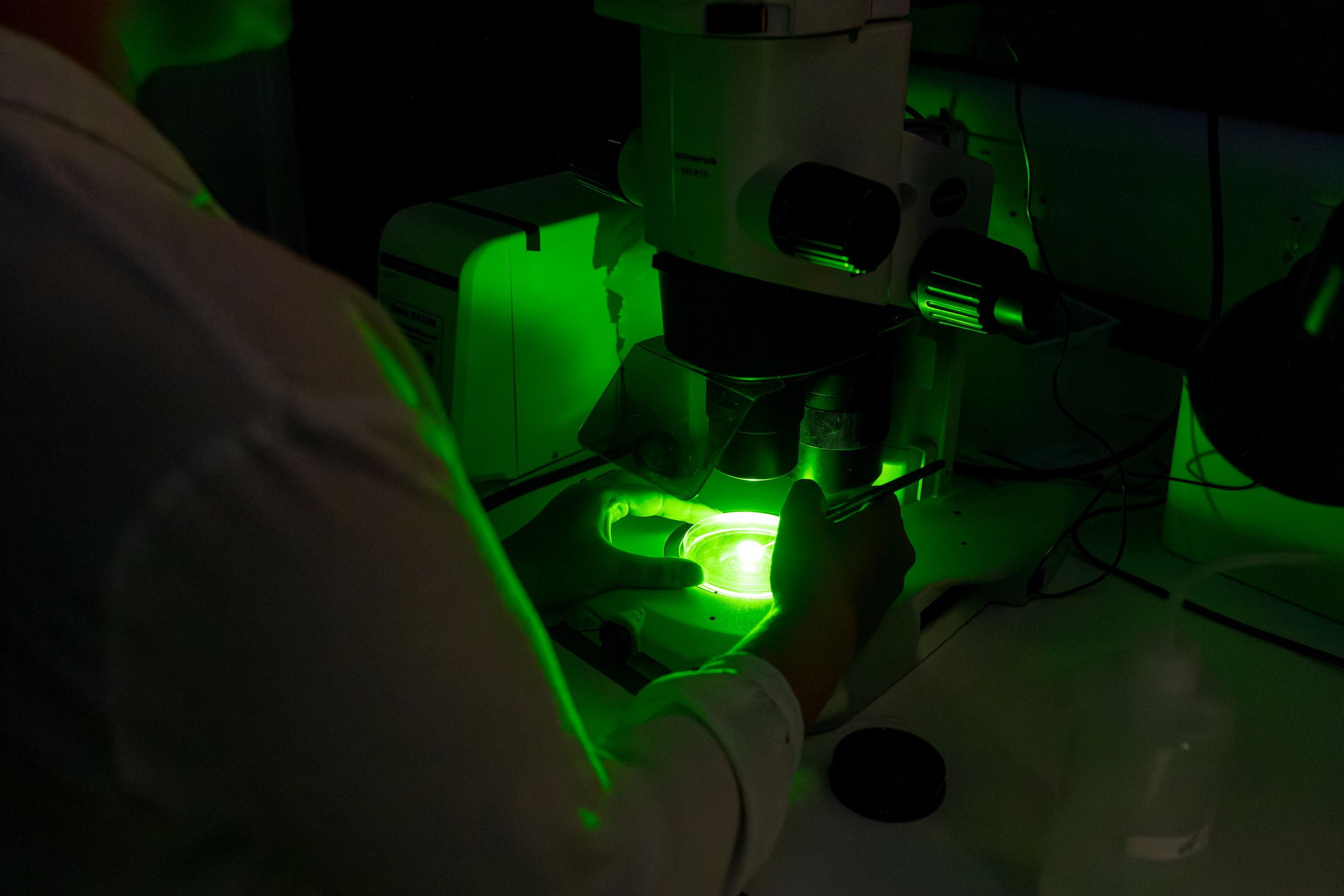 Photo of a researcher using a microscope to analyse samples under a green light