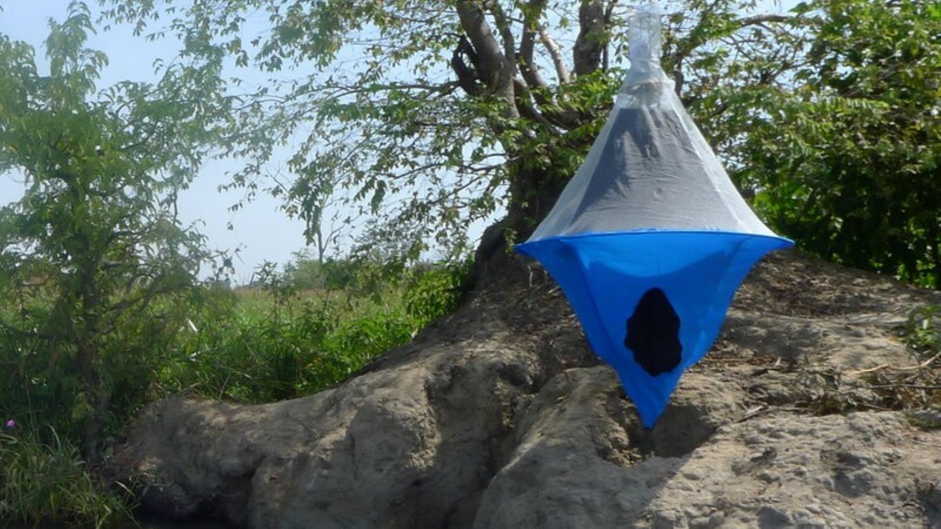 A photo of a blue Tiny Target insect trap hung in trees next to a river.