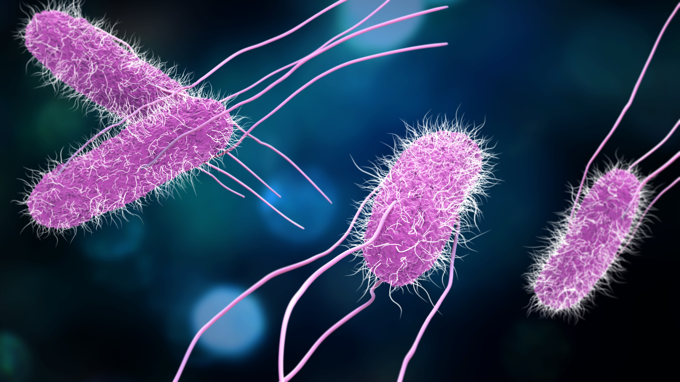 3D illustration of Salmonella Bacteria.