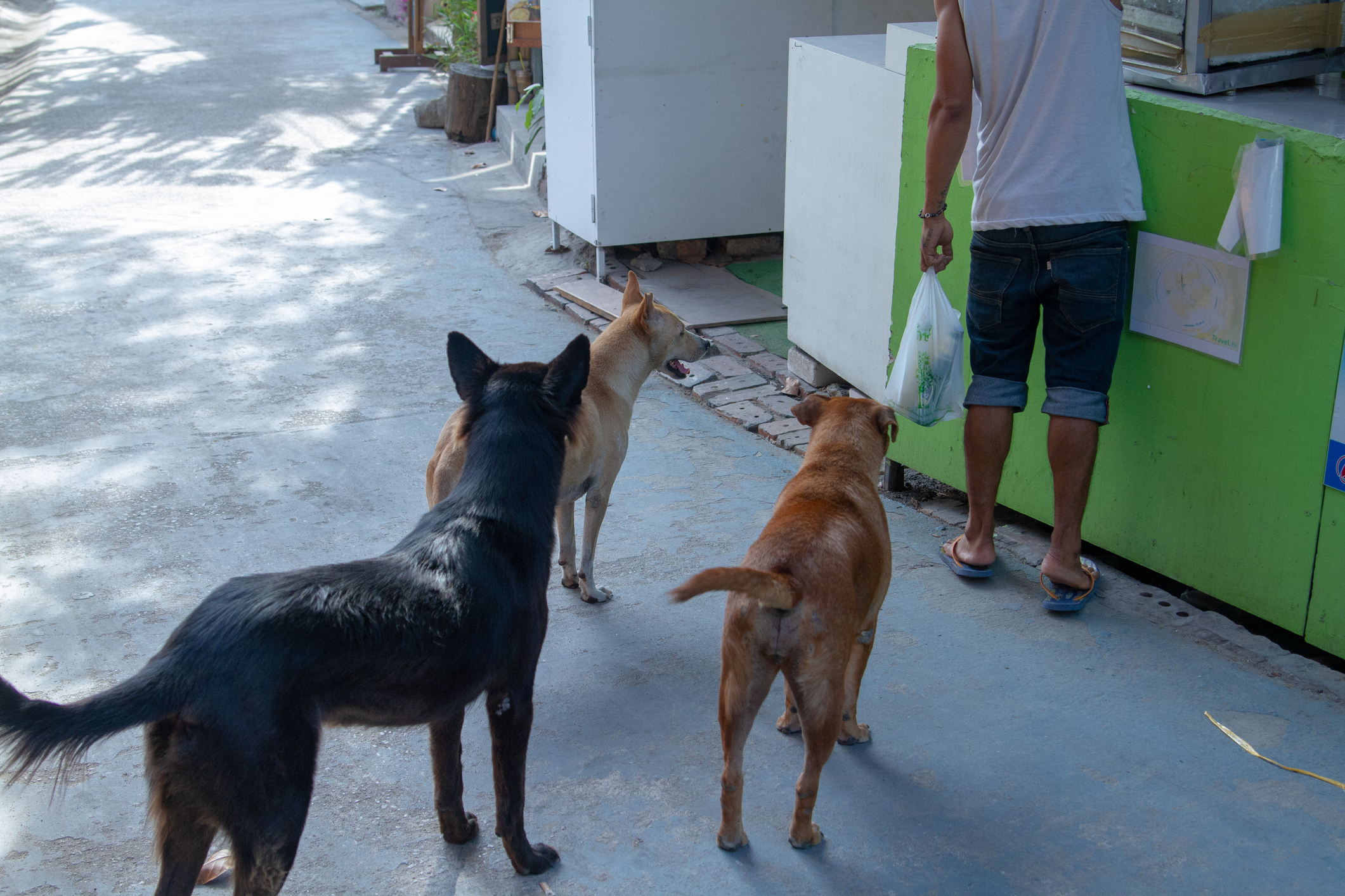 three dogs and the man