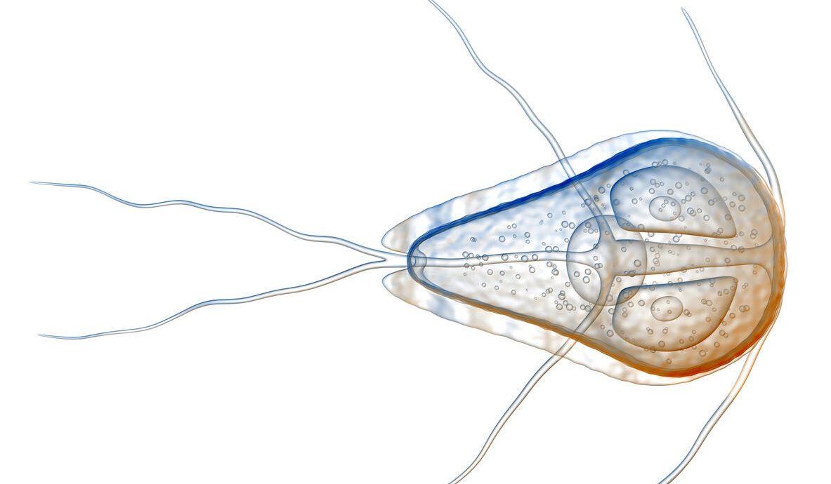 3D illustration of a Giardia lamblia parasite showing its teardrop-shaped body, two prominent nuclei, and multiple flagella extending outward. The transparent outer layer reveals internal structures typical of this intestinal protozoan.