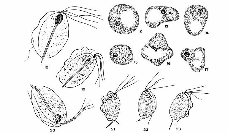 Vintage scientific illustration plate showing detailed drawings of various intestinal protozoa species at different stages of development. The organisms are depicted with visible flagella, nuclei, and internal structures, highlighting morphological differences among protozoan parasites.