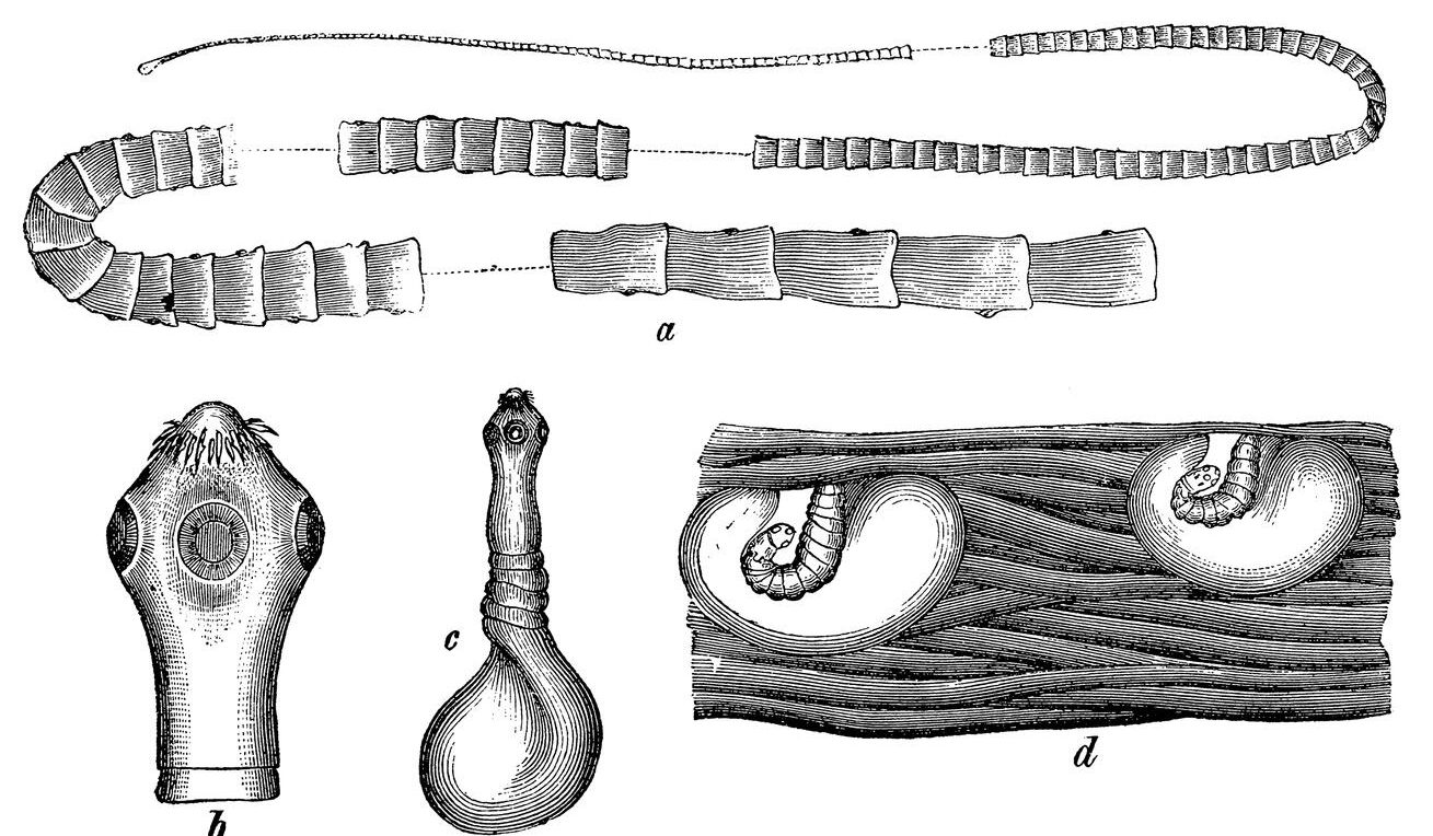 Scientific illustration showing the anatomy and life stages of an intestinal cestode (tapeworm). The image includes the segmented adult worm (a), a detailed view of the scolex or head with suckers (b), a larval cyst form (c), and encysted larvae within muscle tissue (d).