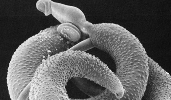 Scanning electron microscope image showing a pair of Schistosoma mansoni worms. The male worm, with a ridged and textured surface, coils around the slender female, characteristic of this parasitic flatworm responsible for schistosomiasis.