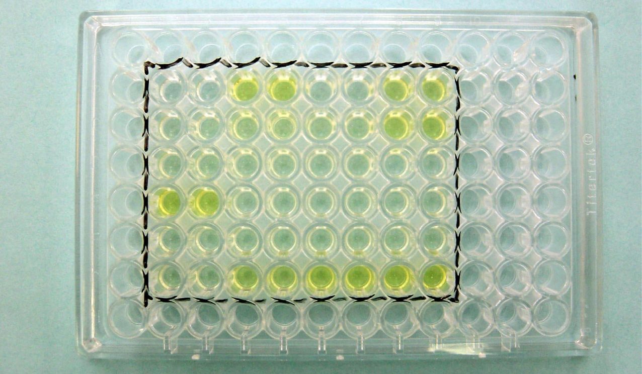 Laboratory image showing a 96-well microtiter plate used for ELISA testing. Several wells inside a marked rectangular area contain yellow-colored solutions indicating positive reactions, while others remain clear, representing negative results.