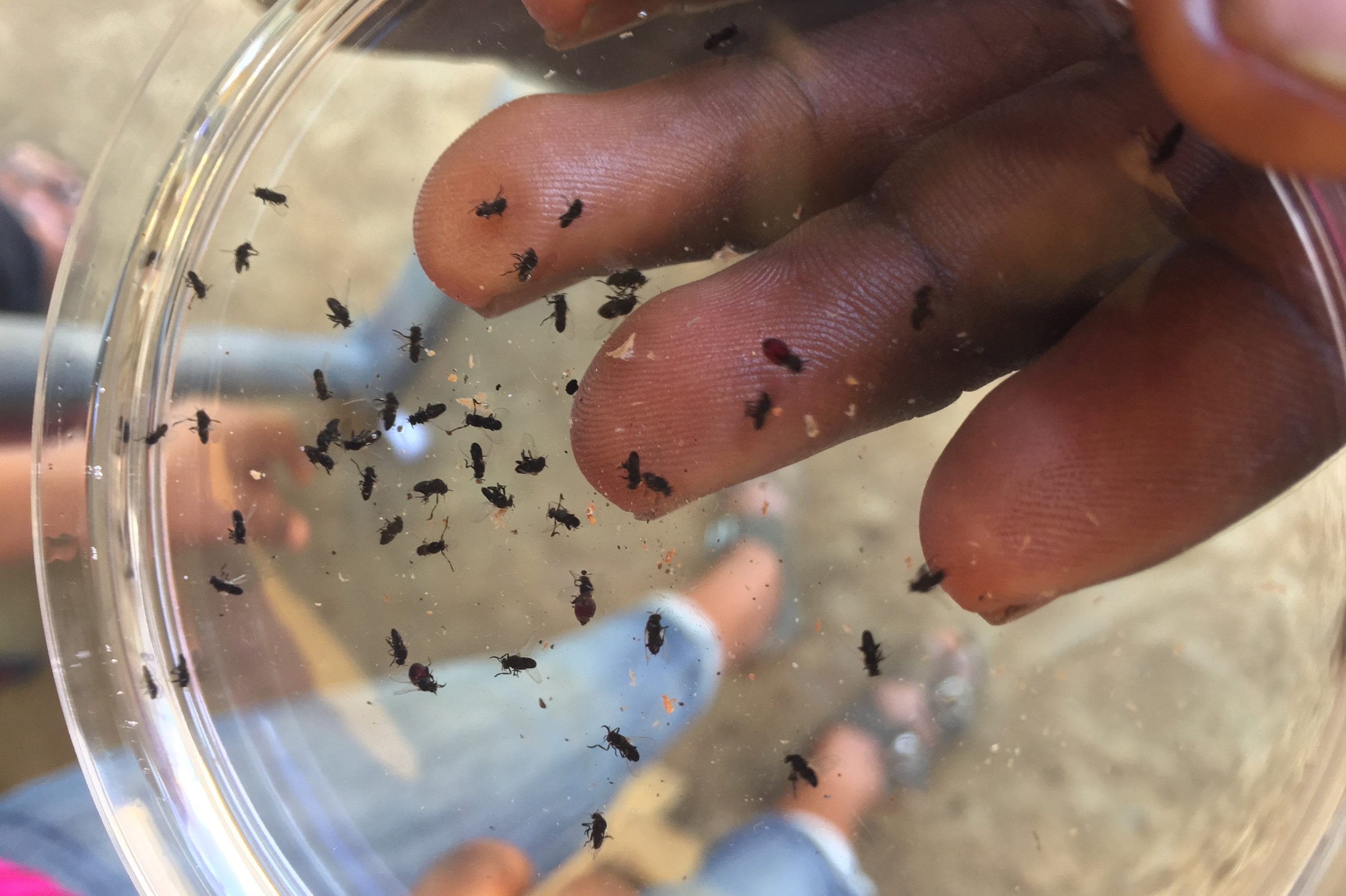 A hand holding a petri dish filled with Cameroonian blackflies the vectors for onchocerciasis.