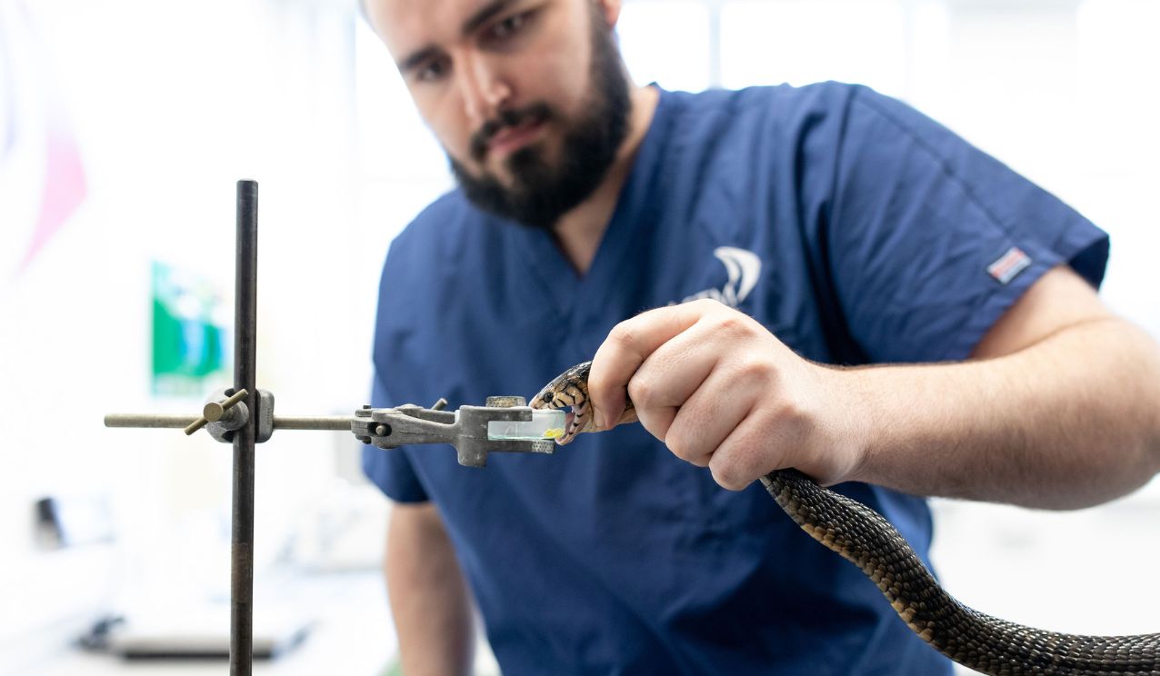 A researcher in blue scrubs carefully handles a snake during a venom extraction process, guiding the snake’s fangs to bite onto a glass vial held in a clamp within a laboratory setting.