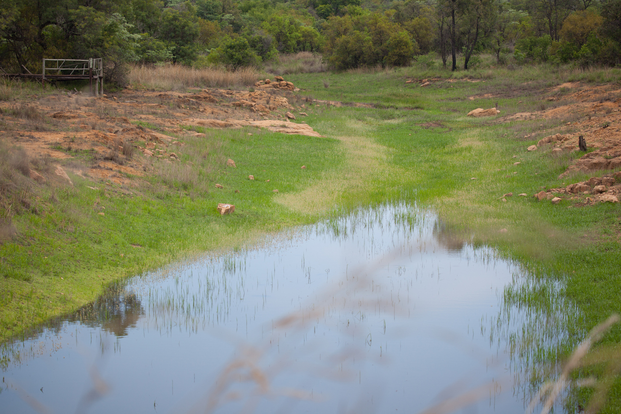 A shallow, partially dried riverbed with patches of green grass and standing water surrounded by rocky, arid terrain and sparse trees in the background.