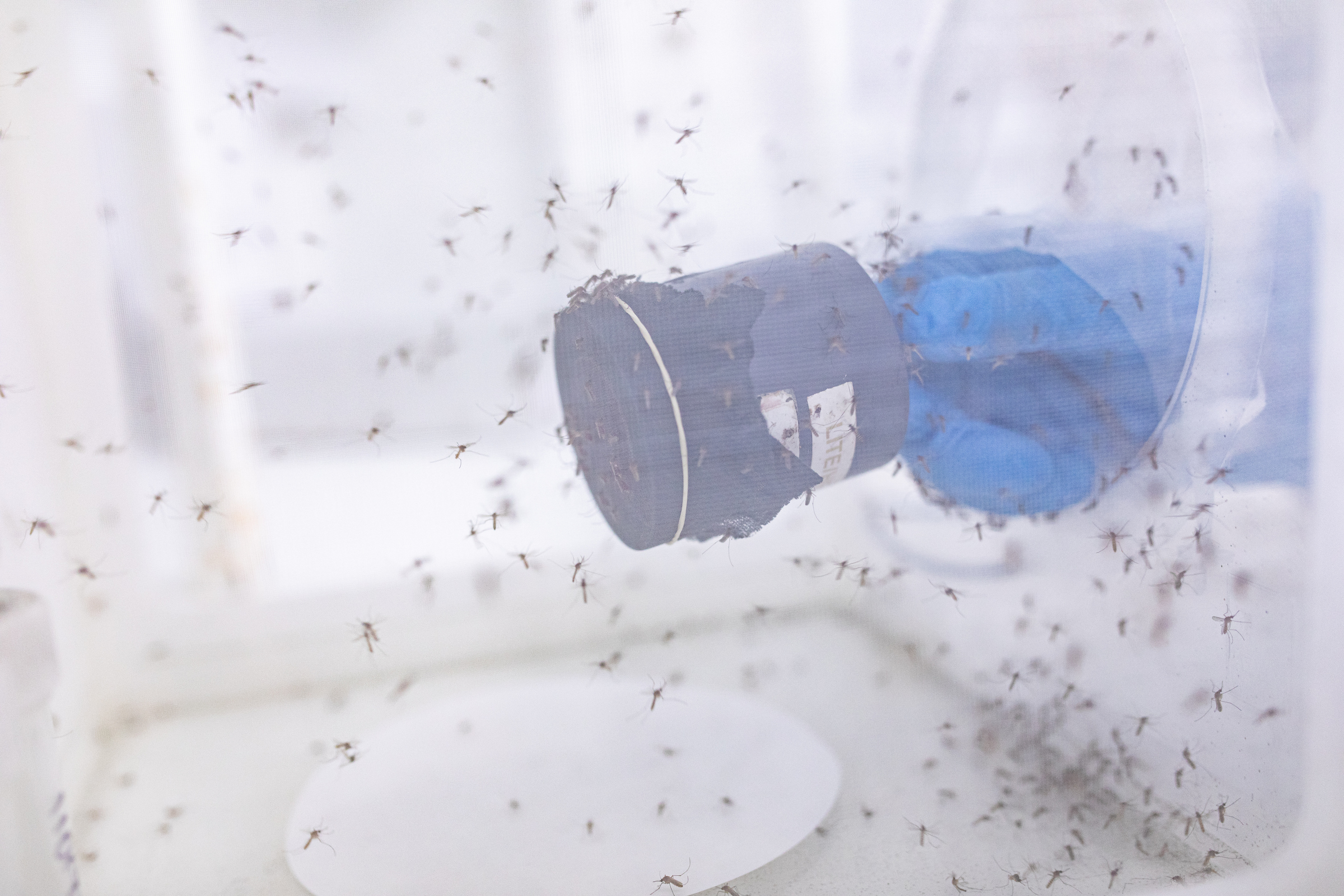A researcher wearing a blue glove holds a container inside a mesh enclosure filled with mosquitoes, used for studying disease transmission and vector control.