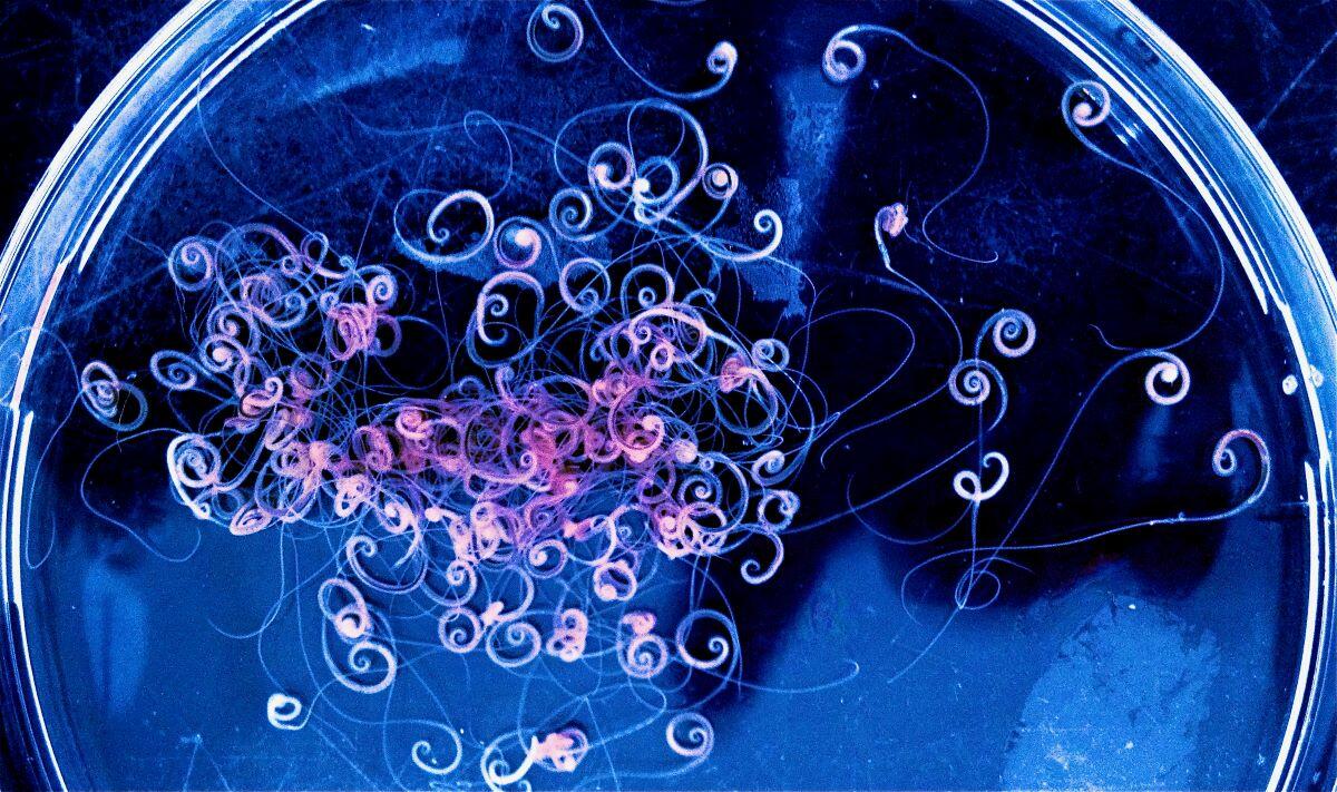 A close-up view of parasitic worms curled and intertwined inside a petri dish, illuminated under blue and pink lighting for microscopic examination.
