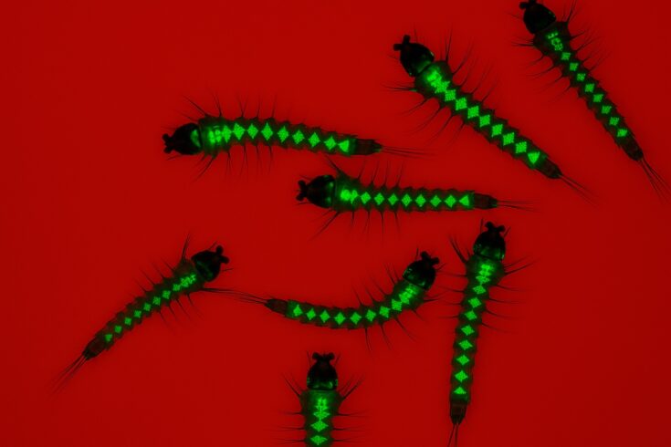 A close-up fluorescent microscopy image showing several mosquito larvae glowing bright green with a diamond-shaped pattern along their segmented bodies, set against a vivid red background.