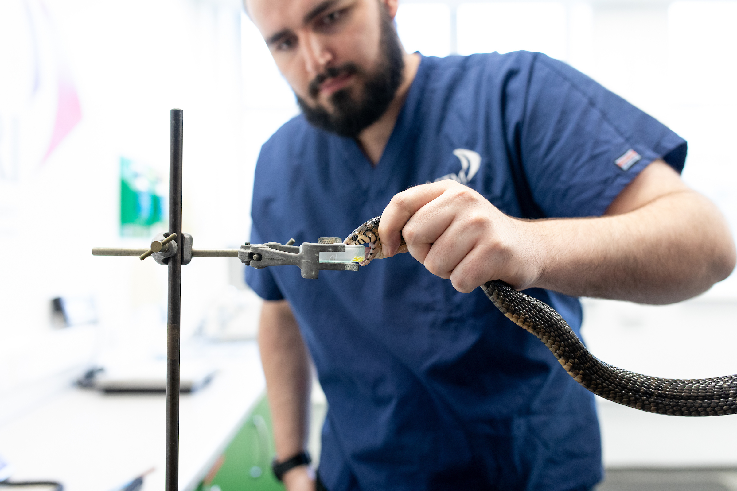 A researcher wearing blue scrubs holds a snake securely while guiding its fangs onto a small glass vial attached to a metal stand, collecting venom in a bright, clinical laboratory setting.