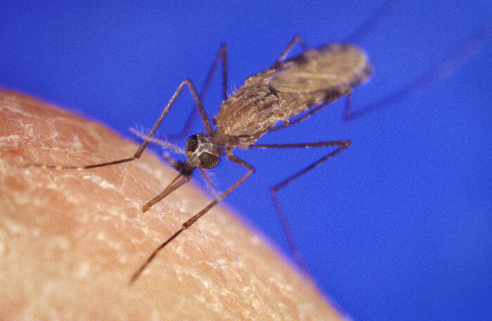 Close-up of a mosquito biting human skin, its proboscis inserted, against a blue background.