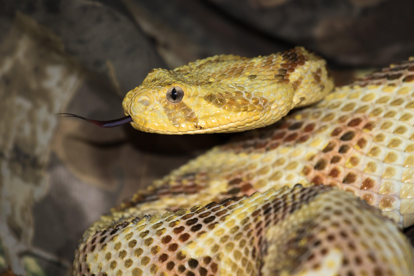 A close-up of a coiled, yellow and brown patterned snake resting on rocky ground, with its head in focus and tongue extended.