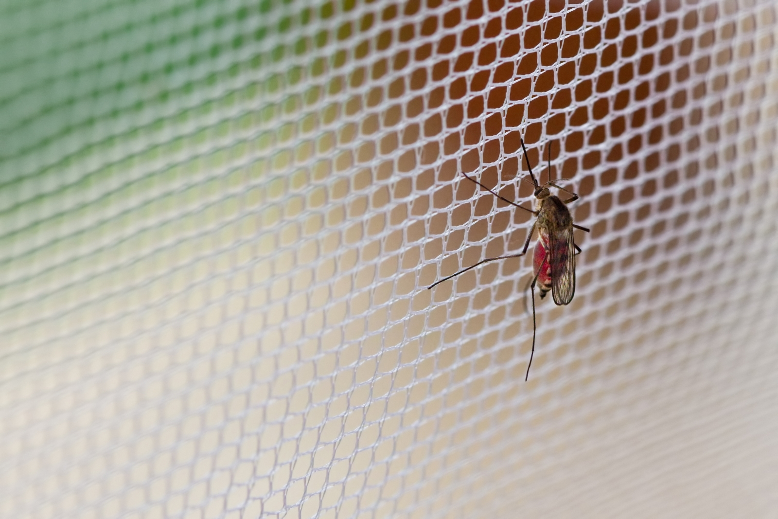 Mosquito on net