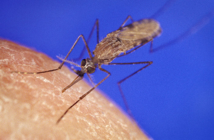 A close-up Anopheles Gambiae mosquito