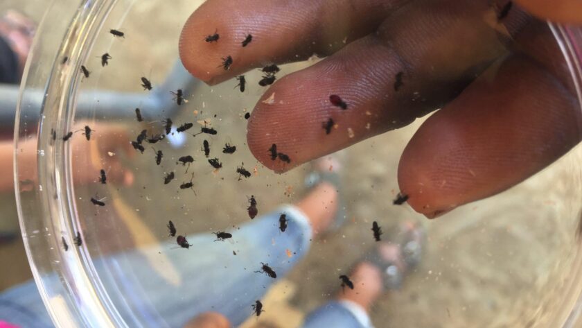 Cameroonian blackflies, the vectors for onchocerciasis.