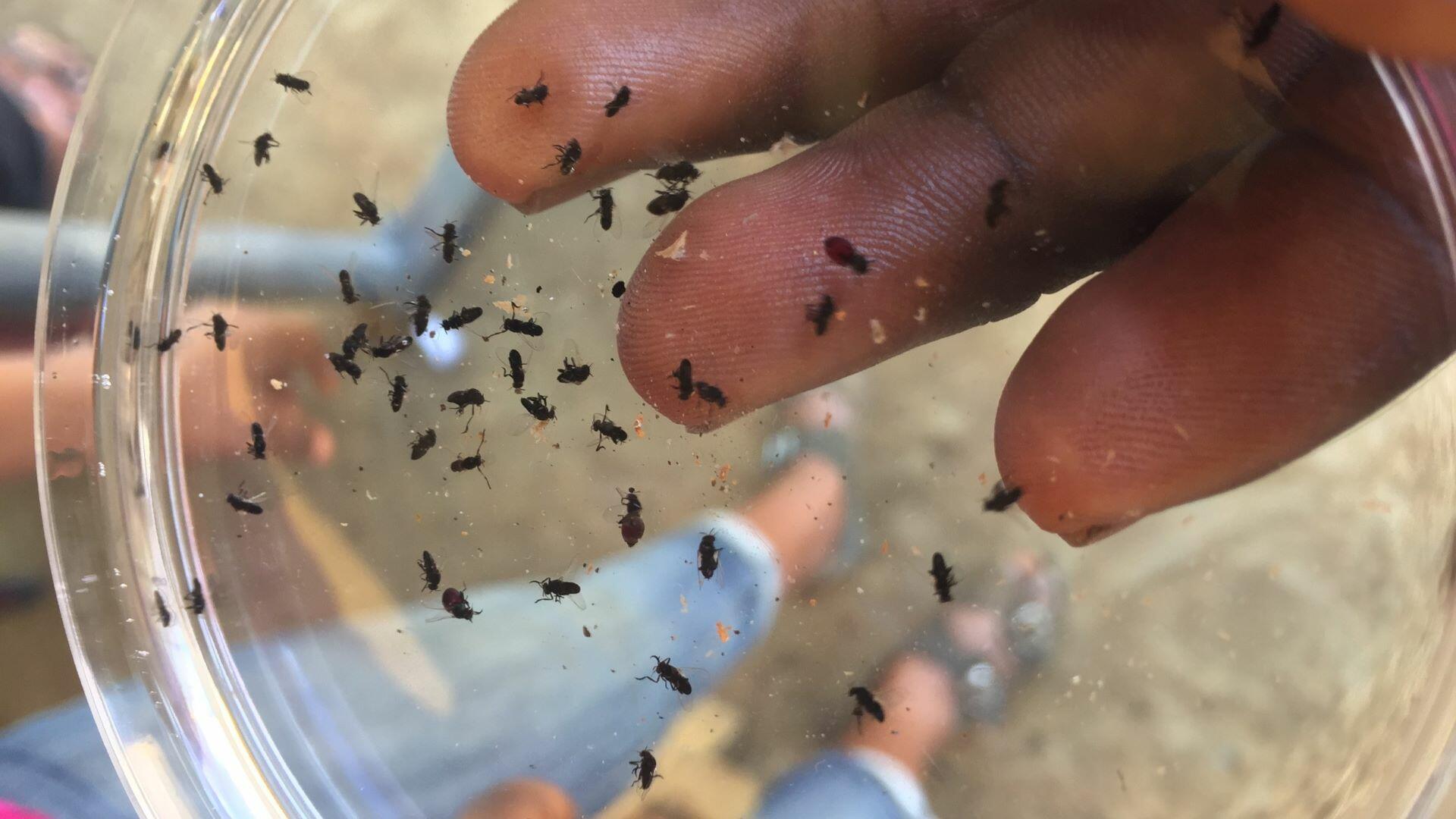 Cameroonian blackflies, the vectors for onchocerciasis.