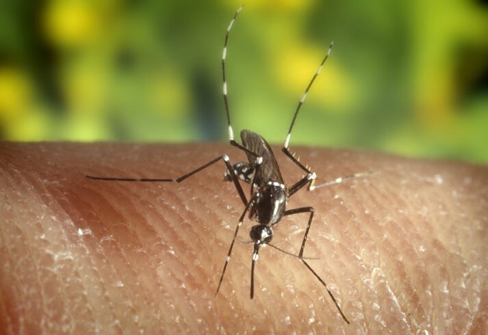 Close-up of an aedes albopictus mosquito on skin