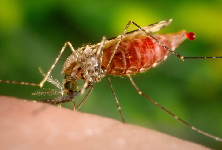 Anopheles Mosquito