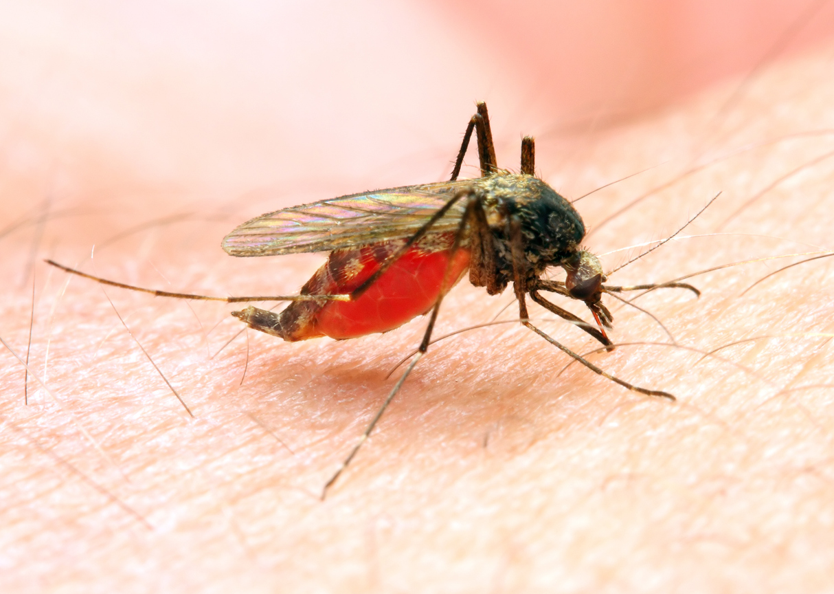 An Anopheles stephensi mosquito