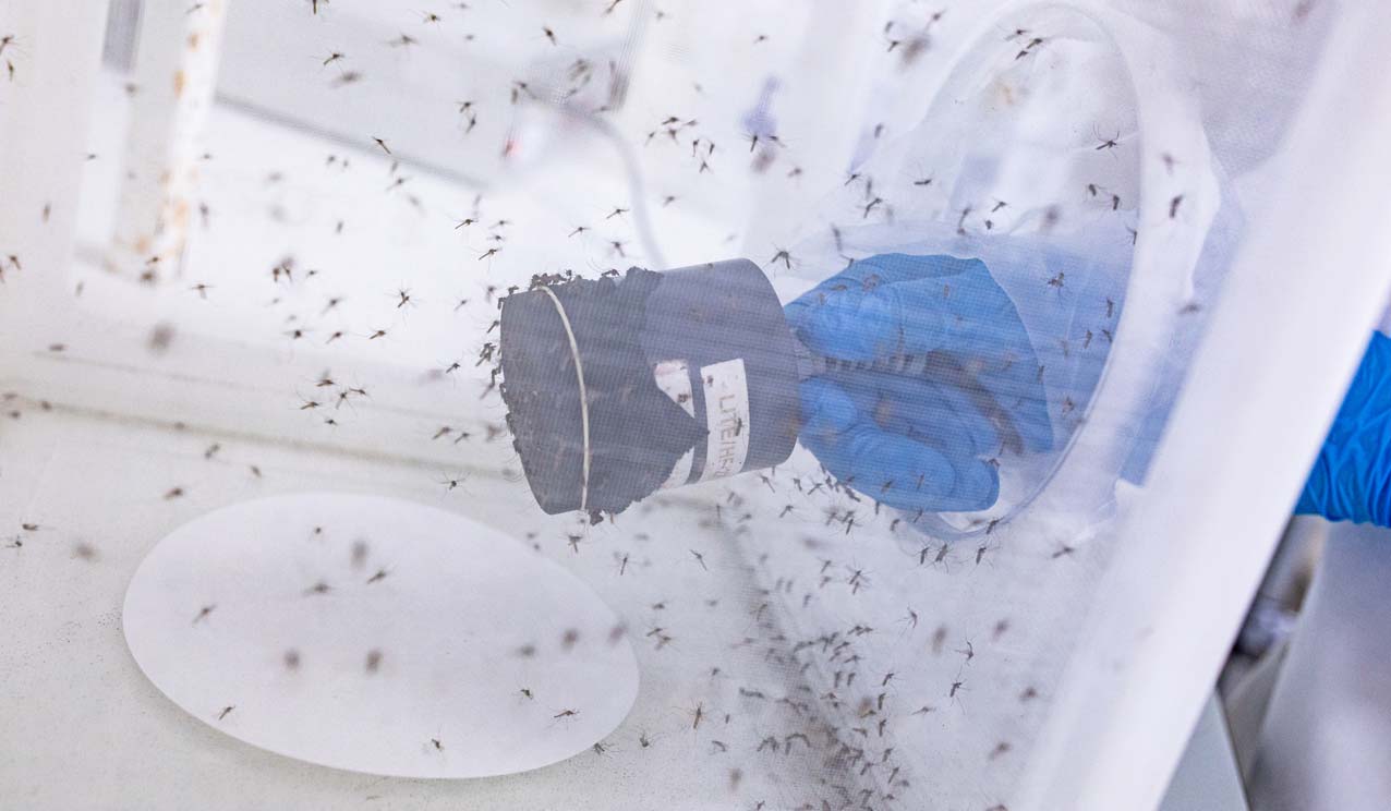 A researcher wearing blue gloves handles a mosquito collection device inside a mesh enclosure filled with mosquitoes.