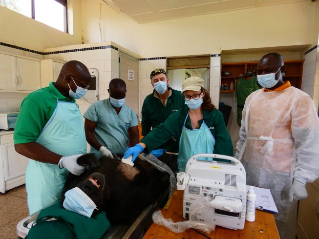 Veterinary team in scrubs and masks performing surgery on an animal patient, with an anesthesia machine nearby.