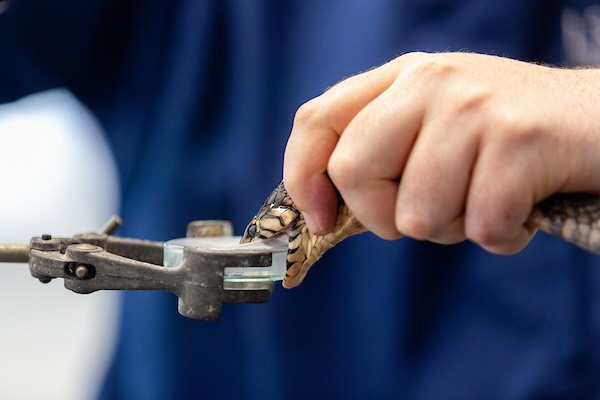 Snake venom extraction